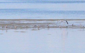 Sun, 8/27/2023 Birding report at Fujimae Tidal Flat