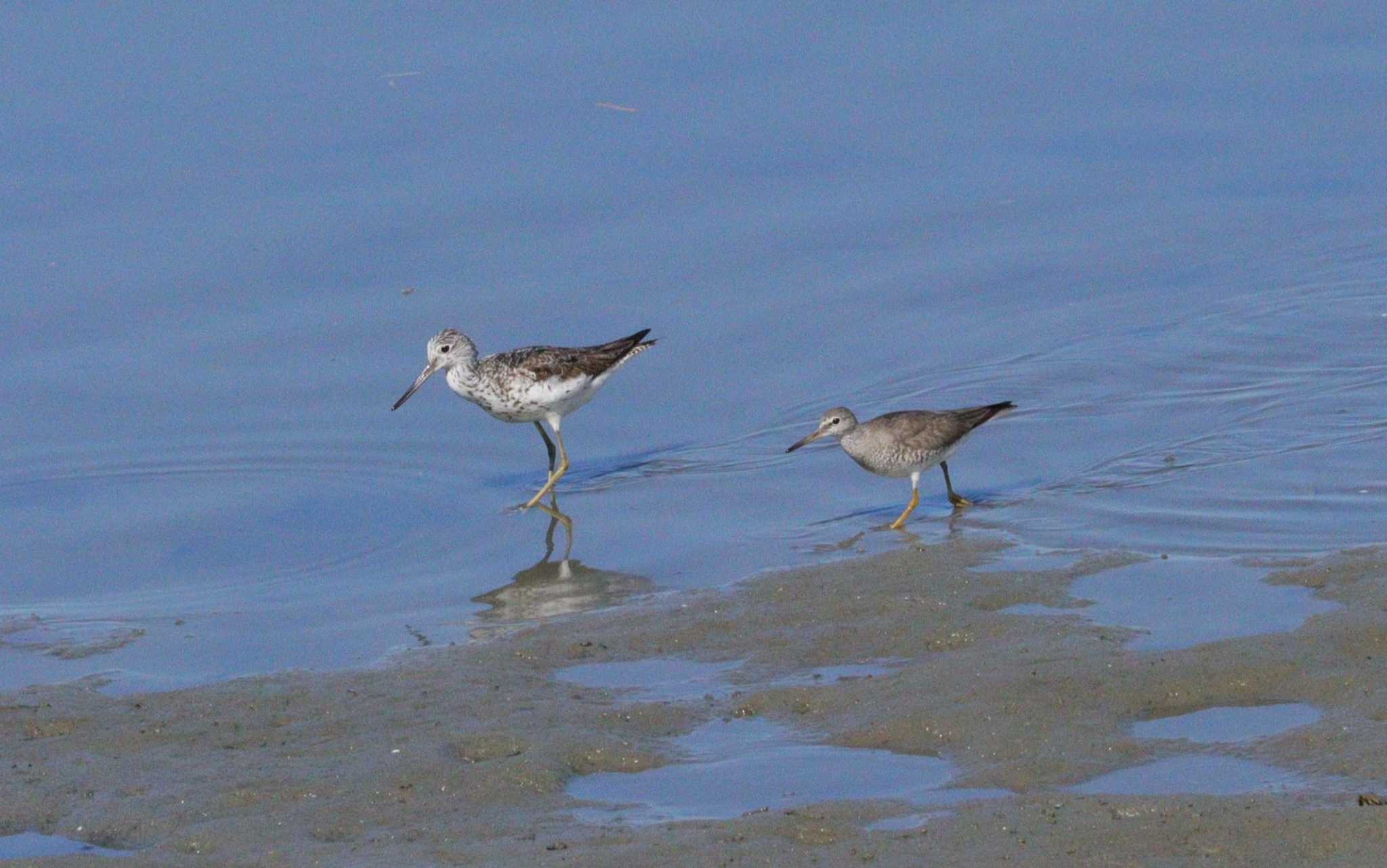 Common Greenshank