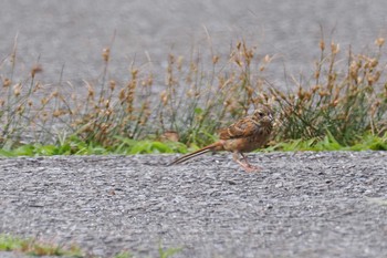 Meadow Bunting 乙女高原 Sat, 8/26/2023