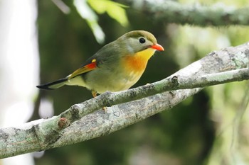 ソウシチョウ 大蔵高丸 2023年8月26日(土)