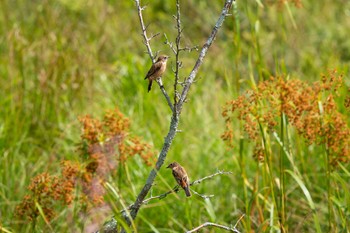 Amur Stonechat Kirigamine Highland Sat, 8/26/2023