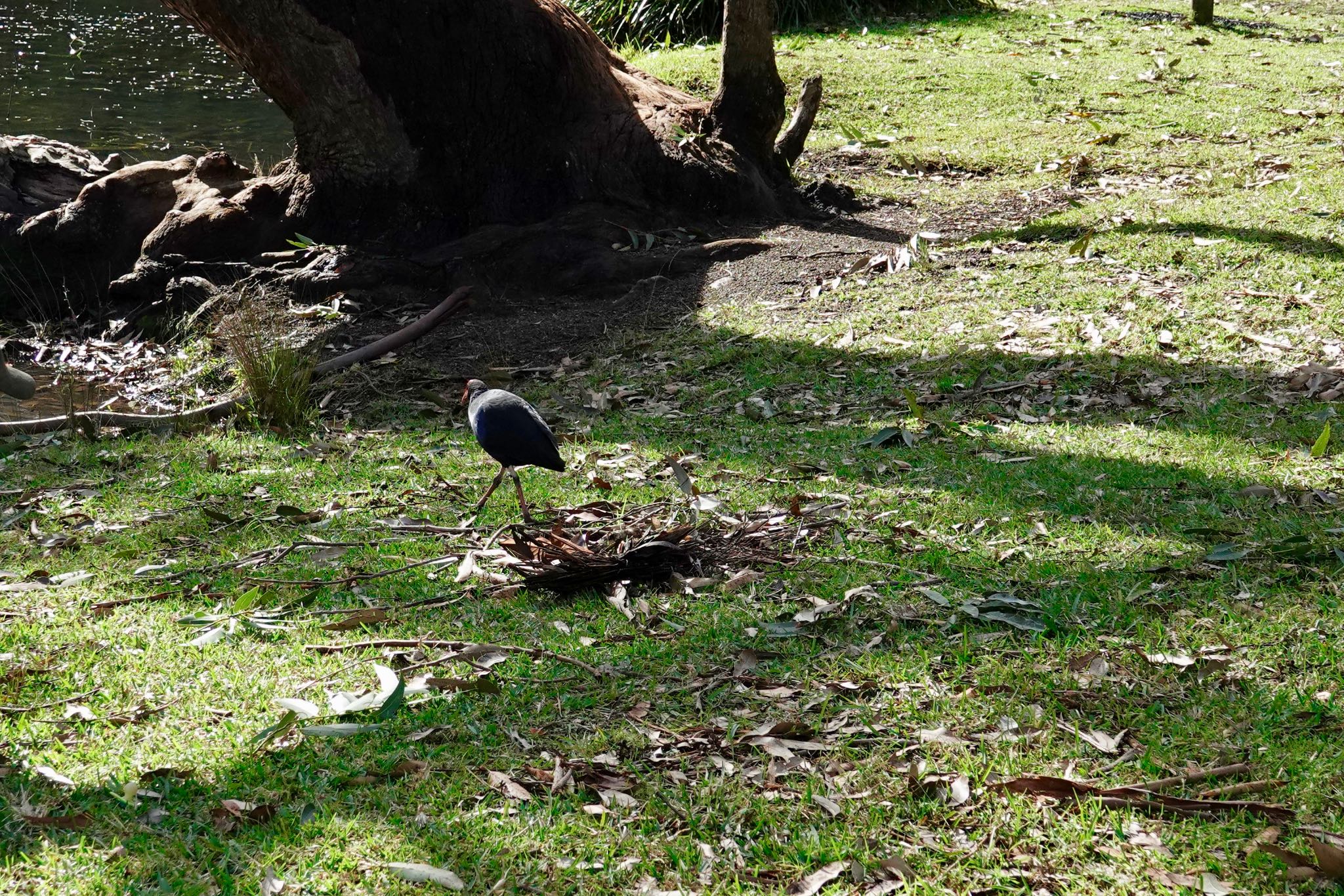 Australasian Swamphen