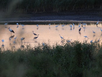 Sun, 8/27/2023 Birding report at Watarase Yusuichi (Wetland)