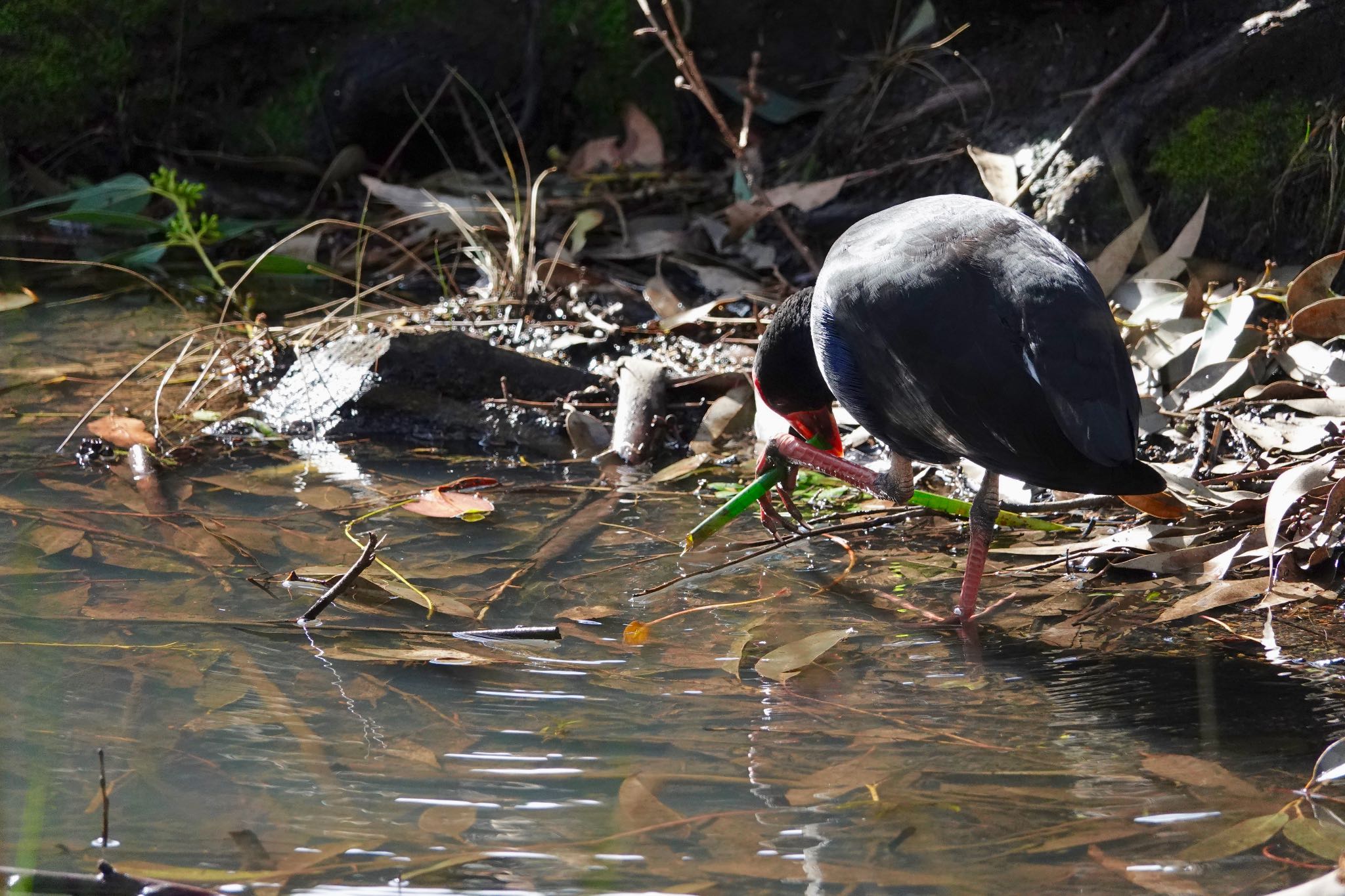 Photo of Australasian Swamphen at シドニー by のどか