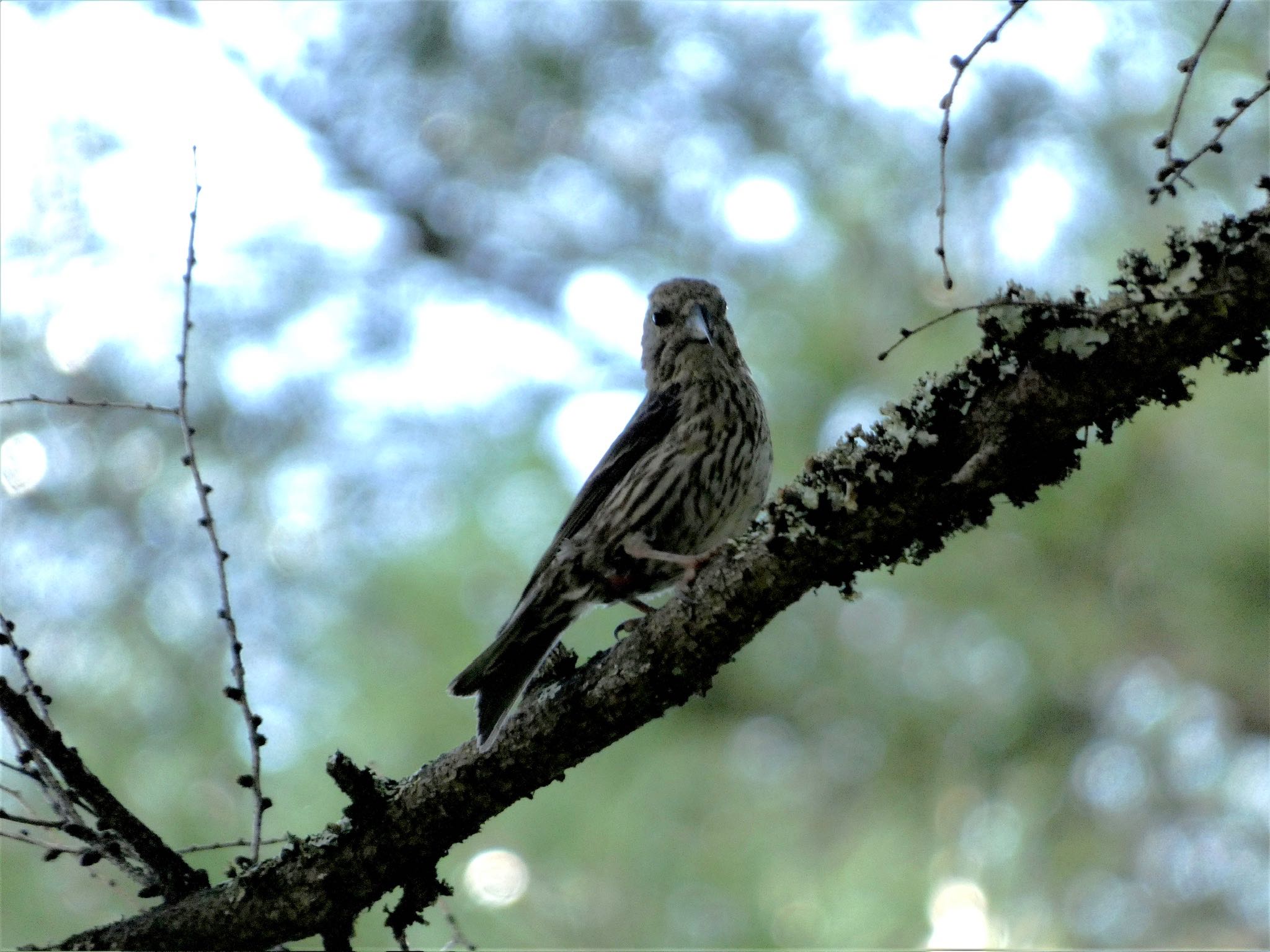 Red Crossbill