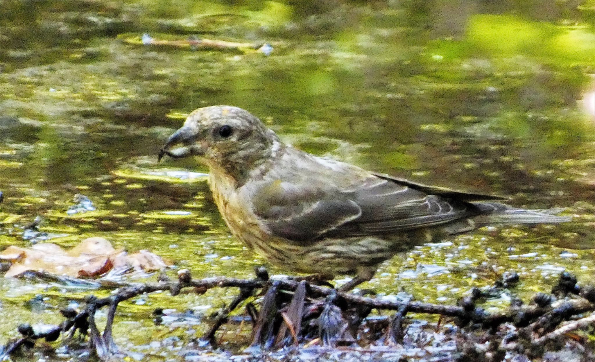 Red Crossbill