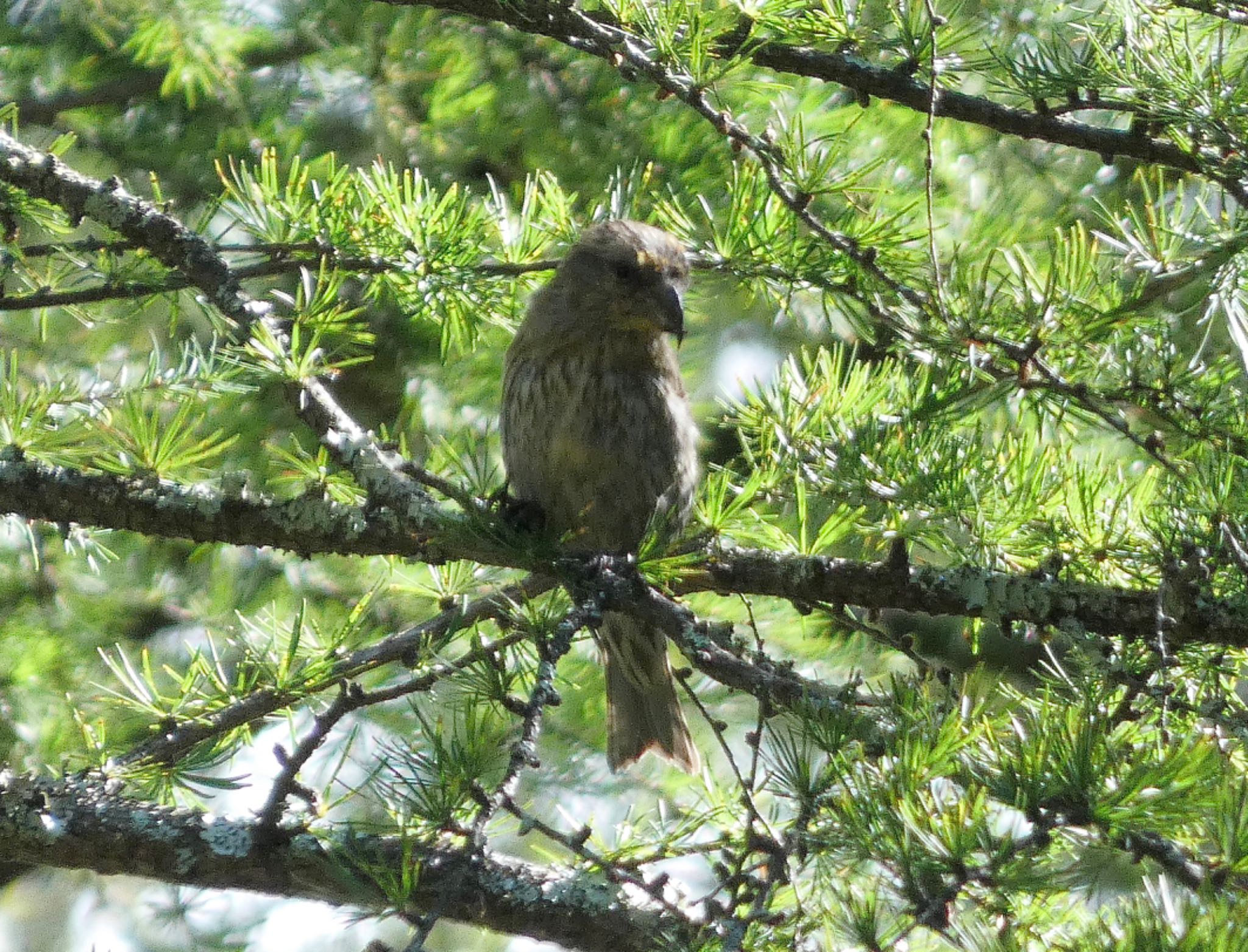 Red Crossbill