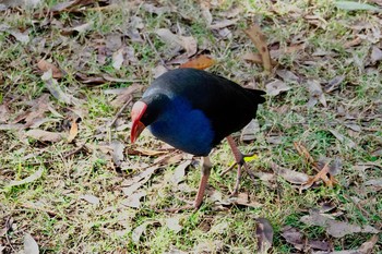 Australasian Swamphen シドニー Fri, 6/29/2018