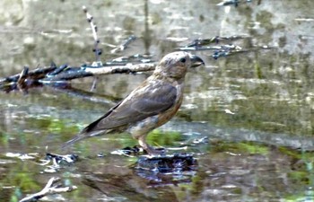 Sun, 8/27/2023 Birding report at 山梨