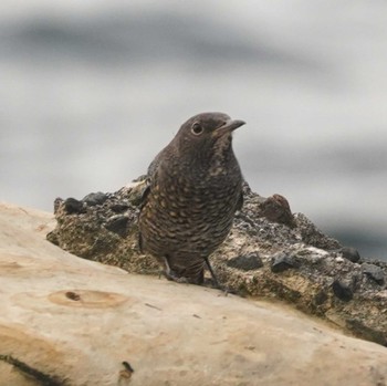 Blue Rock Thrush 観音崎公園 Mon, 8/28/2023