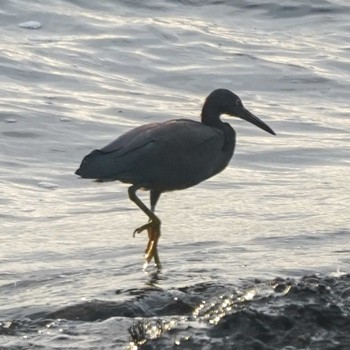 Pacific Reef Heron 観音崎公園 Mon, 8/28/2023