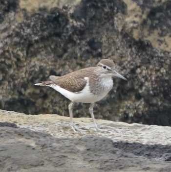 Common Sandpiper 観音崎公園 Mon, 8/28/2023