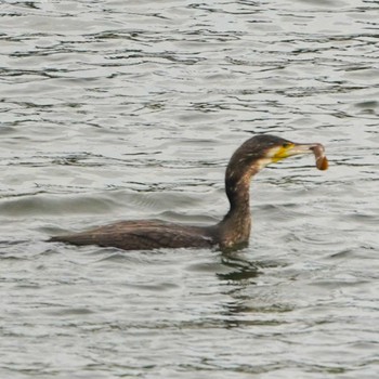 Great Cormorant 横須賀市鴨居 Mon, 8/28/2023