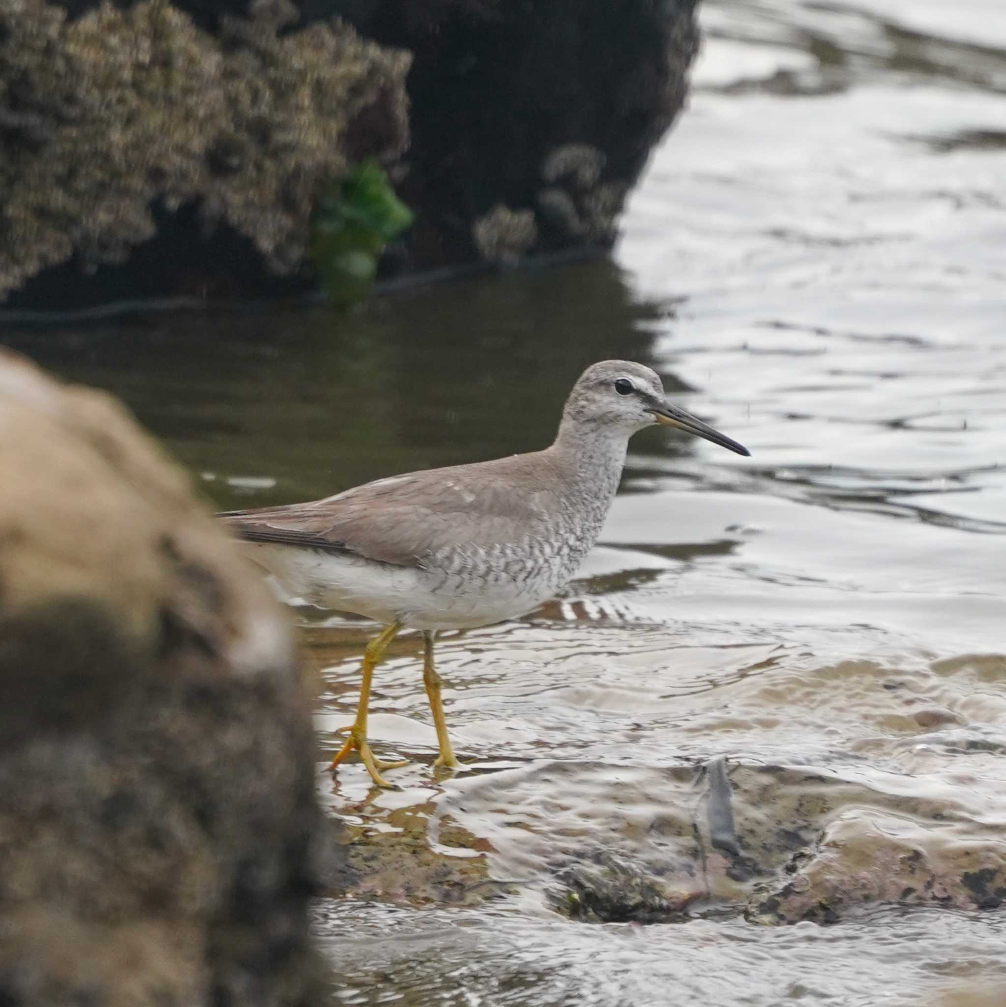 Photo of Grey-tailed Tattler at 横須賀市鴨居 by misa X