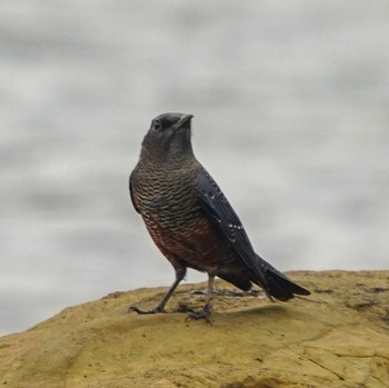 Blue Rock Thrush 観音崎公園 Mon, 8/28/2023