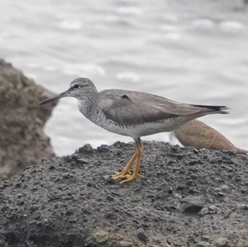 Grey-tailed Tattler 観音崎公園 Mon, 8/28/2023