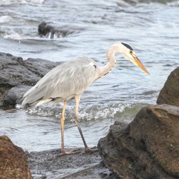 Grey Heron 観音崎公園 Mon, 8/28/2023