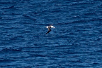 Black-browed Albatross