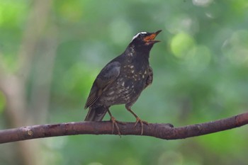 2023年7月31日(月) 秦野の野鳥観察記録