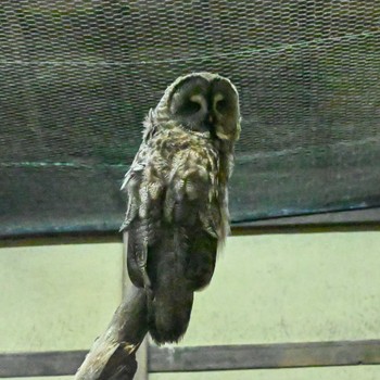 Great Grey Owl Unknown Spots Fri, 8/25/2023