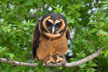 Brown Wood Owl