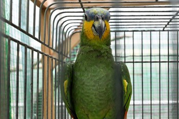 キソデボウシインコ 場所が不明 2023年8月25日(金)