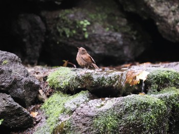 ミソサザイ 大洞の水場 撮影日未設定