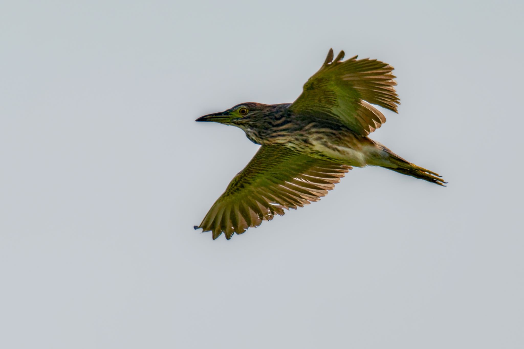 Black-crowned Night Heron