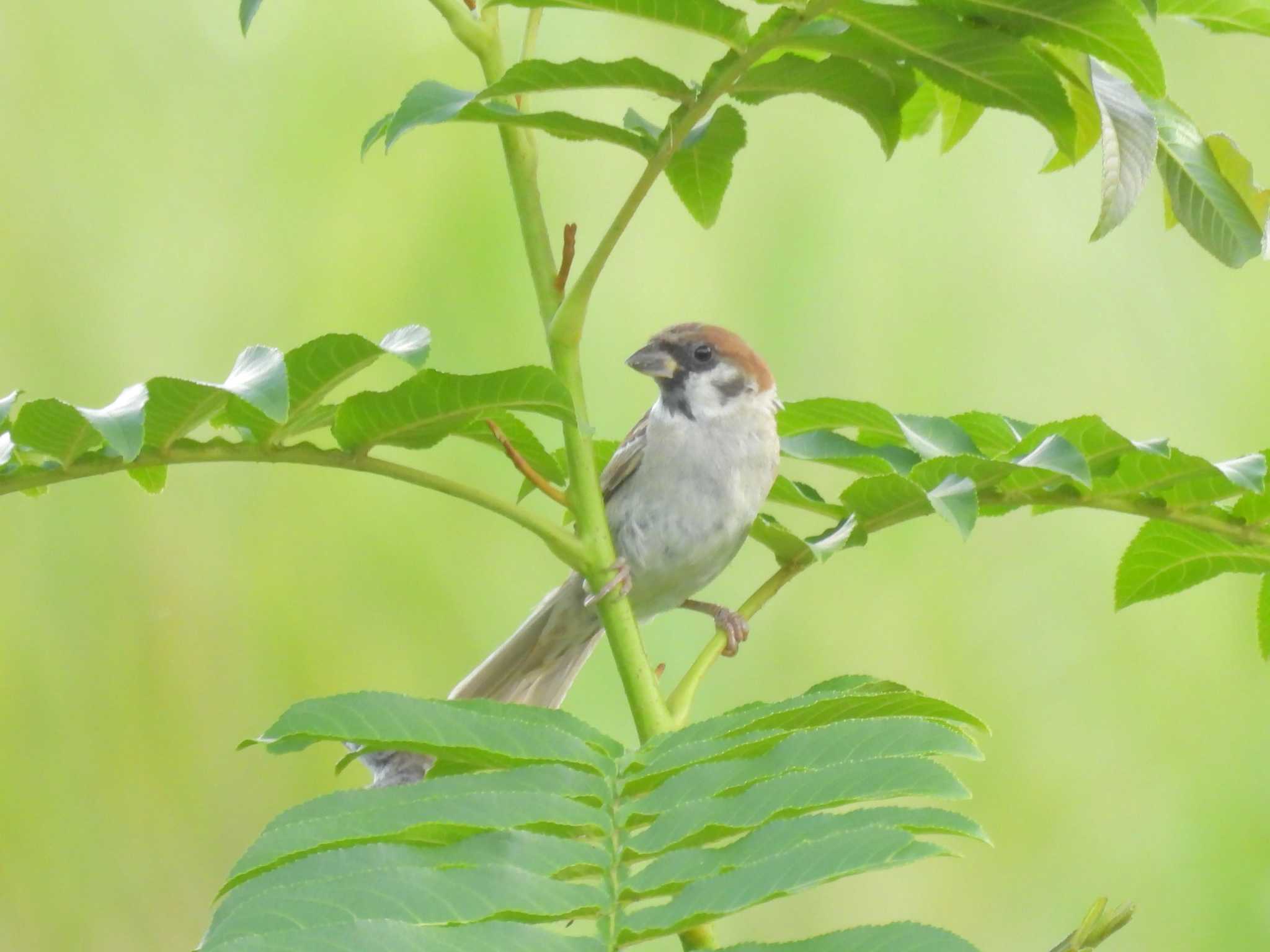 Photo of Eurasian Tree Sparrow at 鴨川 by ゆりかもめ