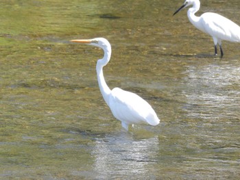 2023年8月27日(日) 鴨川の野鳥観察記録