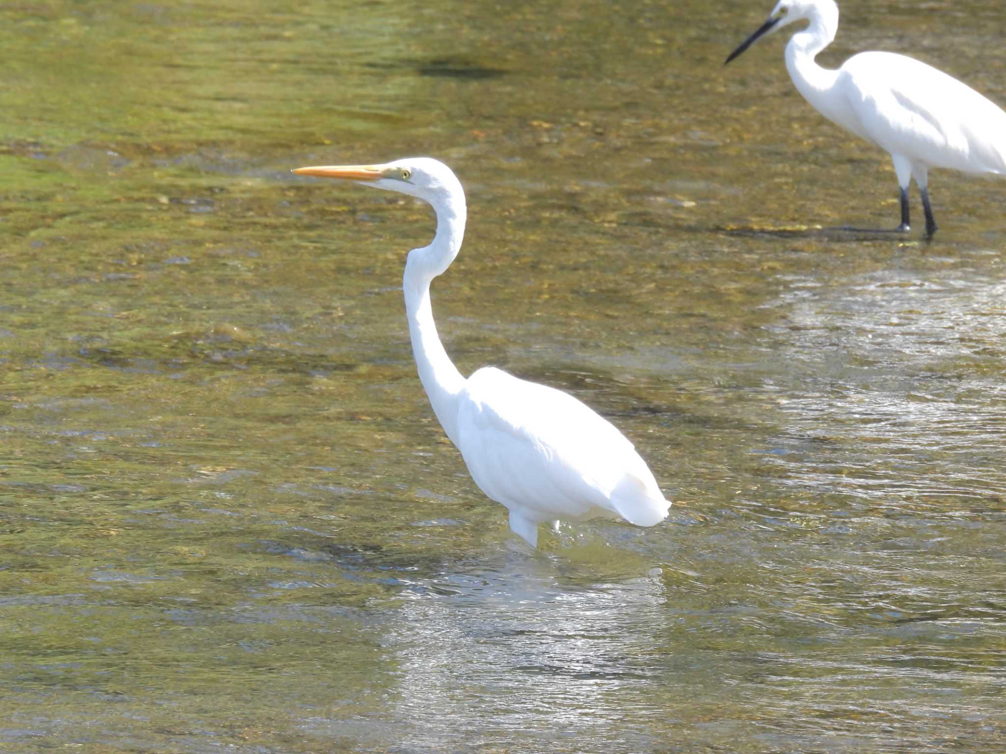 Photo of Great Egret at 鴨川 by ゆりかもめ