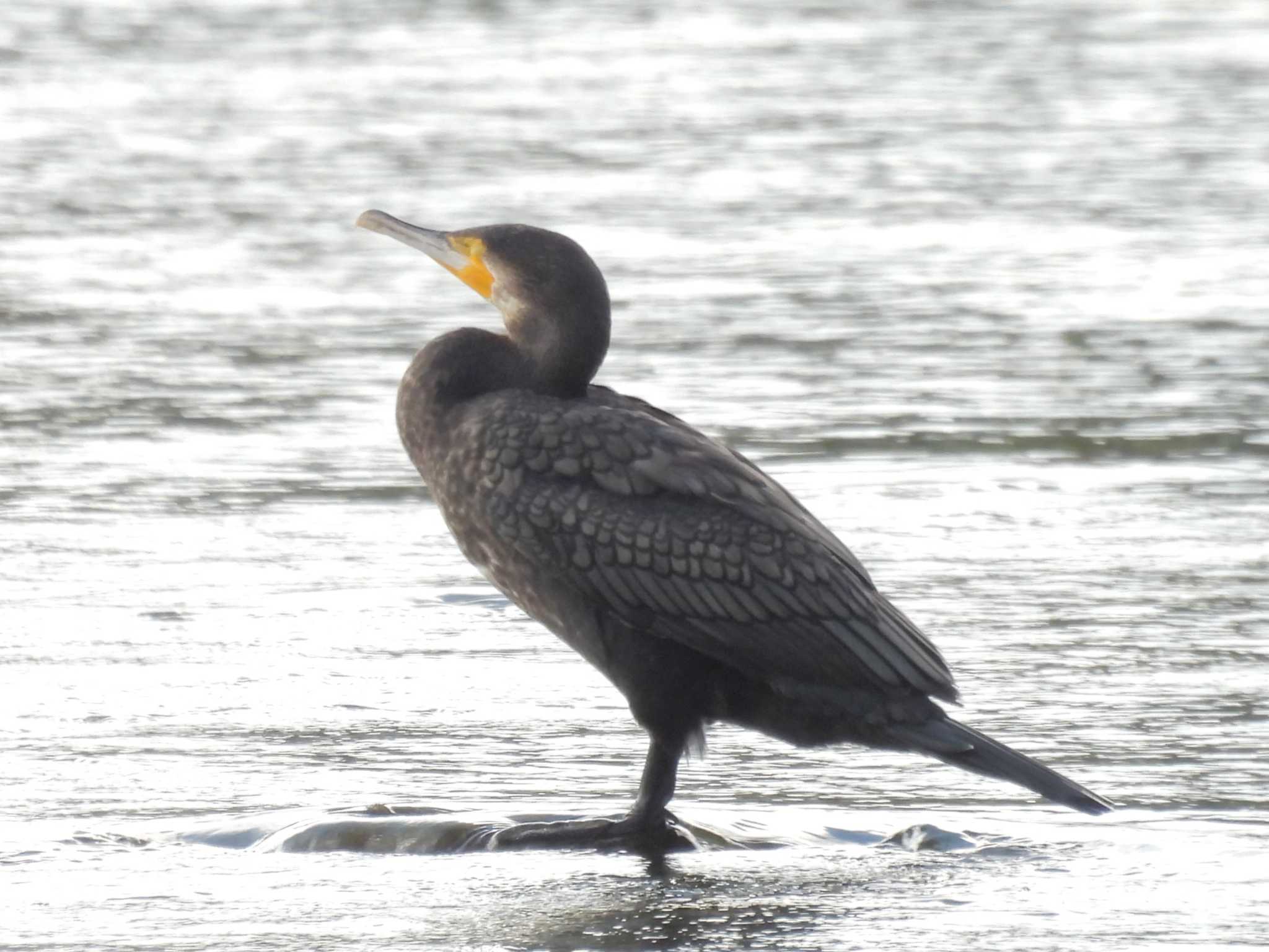 Photo of Great Cormorant at 鴨川 by ゆりかもめ