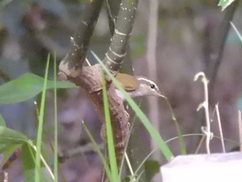 2023年8月28日(月) 京都御苑の野鳥観察記録