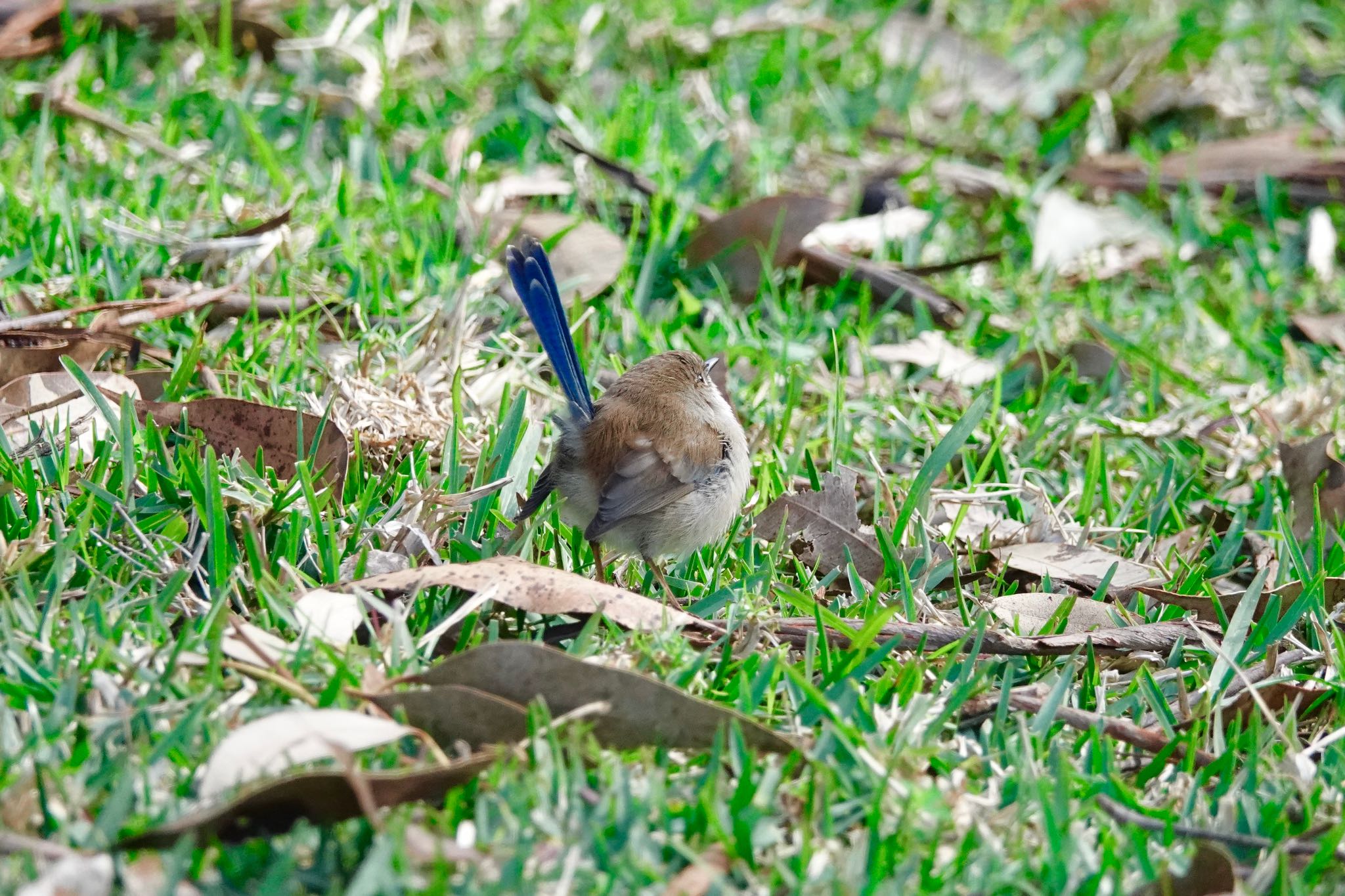 Superb Fairywren