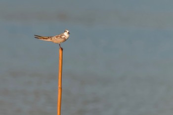 Whiskered Tern Isanuma Sun, 8/20/2023