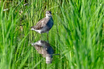 Wood Sandpiper 神奈川県 Sat, 8/26/2023