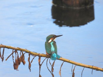 Common Kingfisher 東京都世田谷区 Mon, 8/14/2023