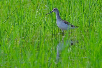 Common Greenshank 神奈川県 Sat, 8/26/2023