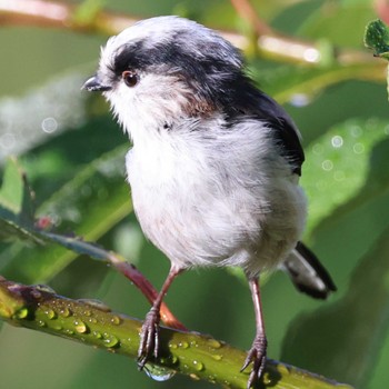 Long-tailed Tit 勅使池(豊明市) Sun, 8/27/2023