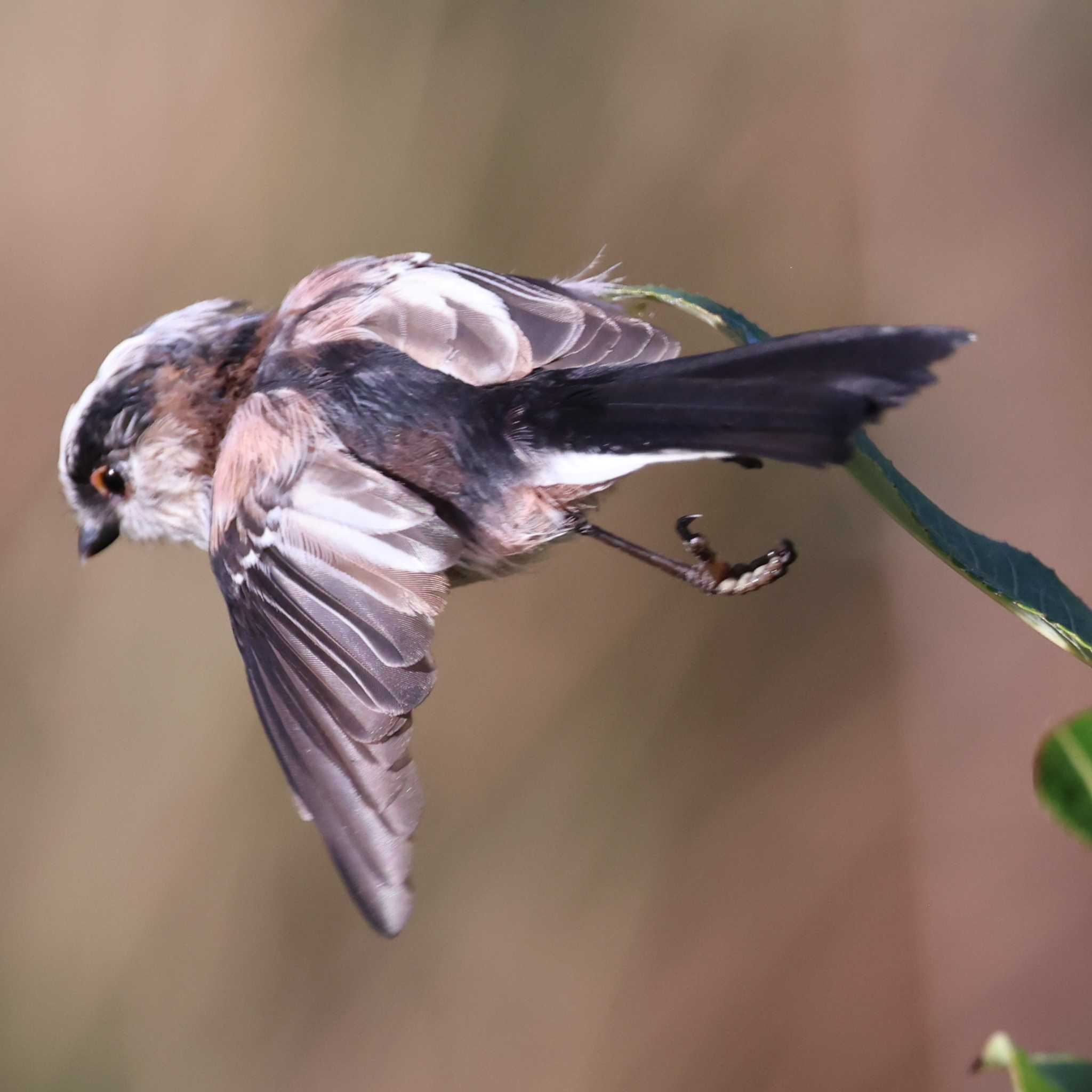 Photo of Long-tailed Tit at 勅使池(豊明市) by toshi