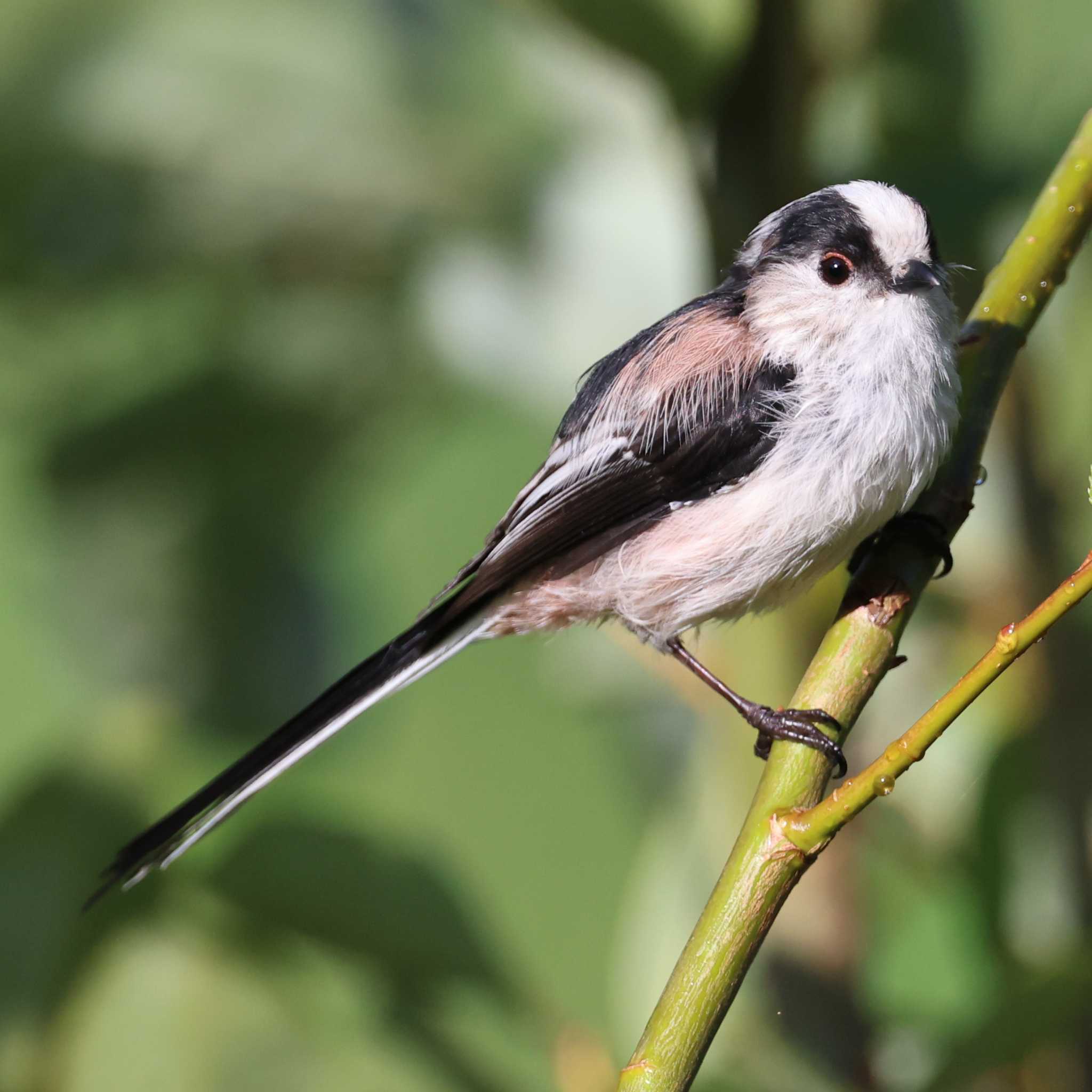 Photo of Long-tailed Tit at 勅使池(豊明市) by toshi