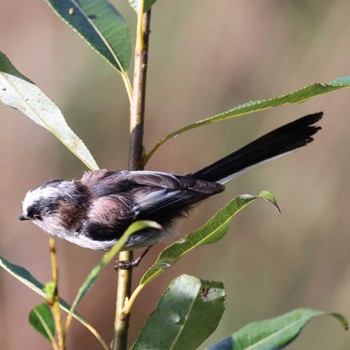 Long-tailed Tit 勅使池(豊明市) Sun, 8/27/2023