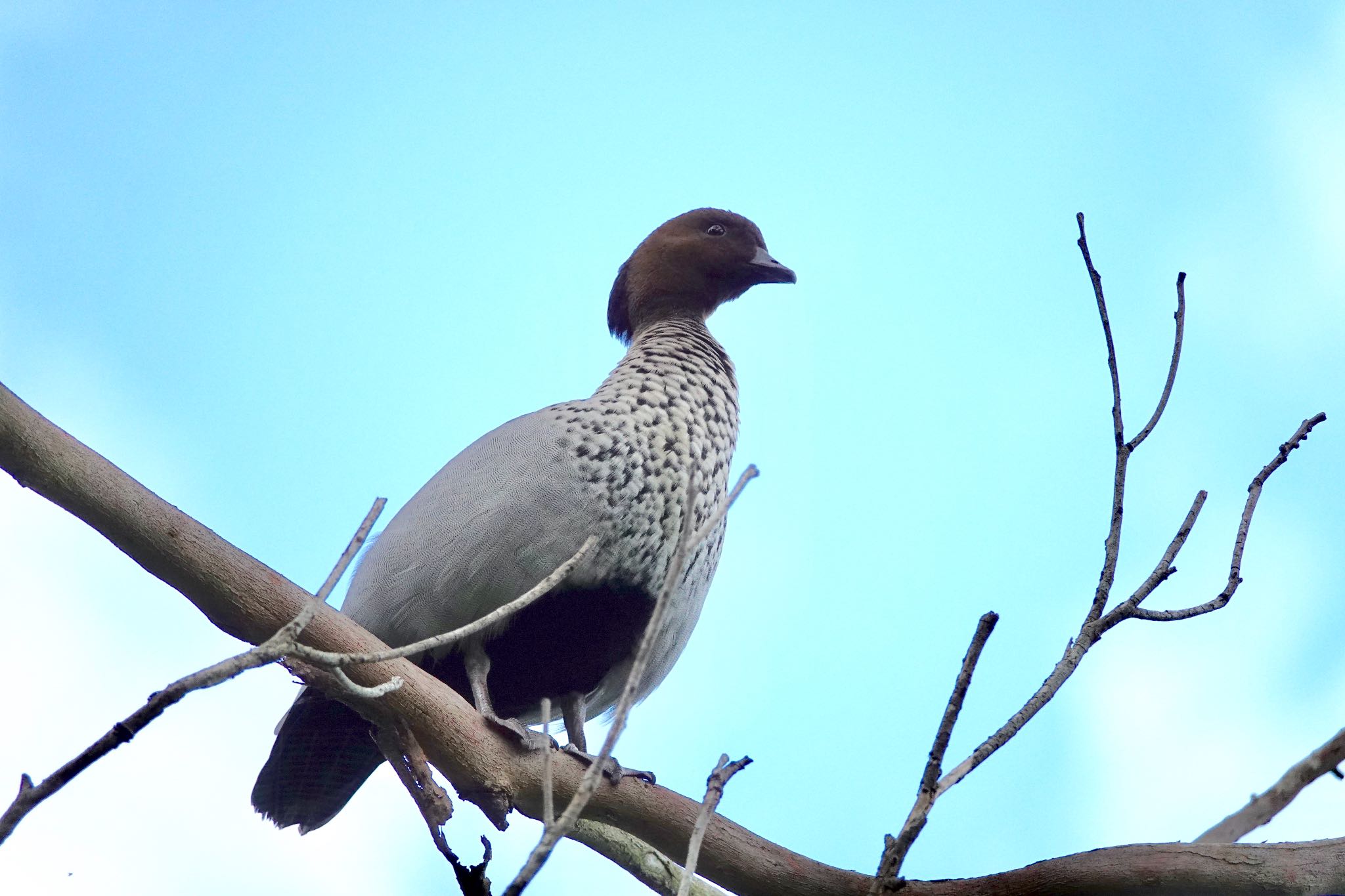 Maned Duck