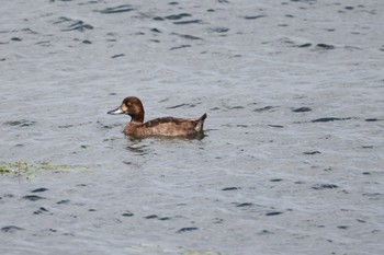 2023年8月17日(木) いしかり調整池(石狩調整池)の野鳥観察記録