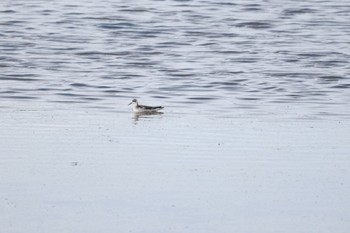 Red-necked Phalarope いしかり調整池(石狩調整池) Mon, 8/28/2023