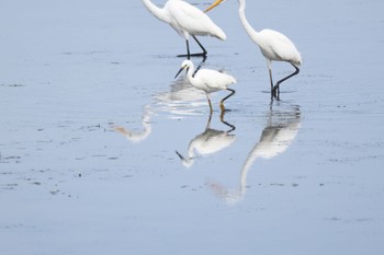 2023年8月28日(月) いしかり調整池(石狩調整池)の野鳥観察記録