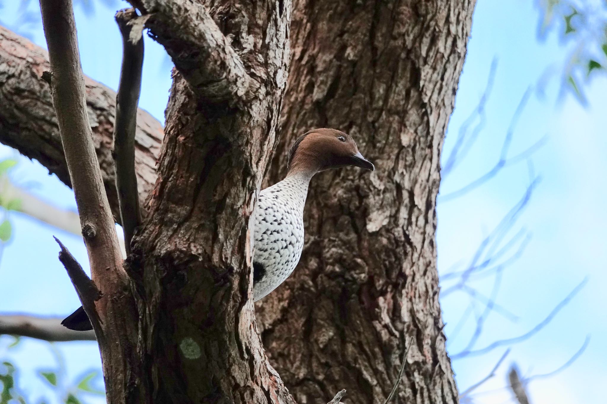 Photo of Maned Duck at シドニー by のどか