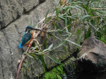 2023年8月28日(月) 妙正寺川の野鳥観察記録