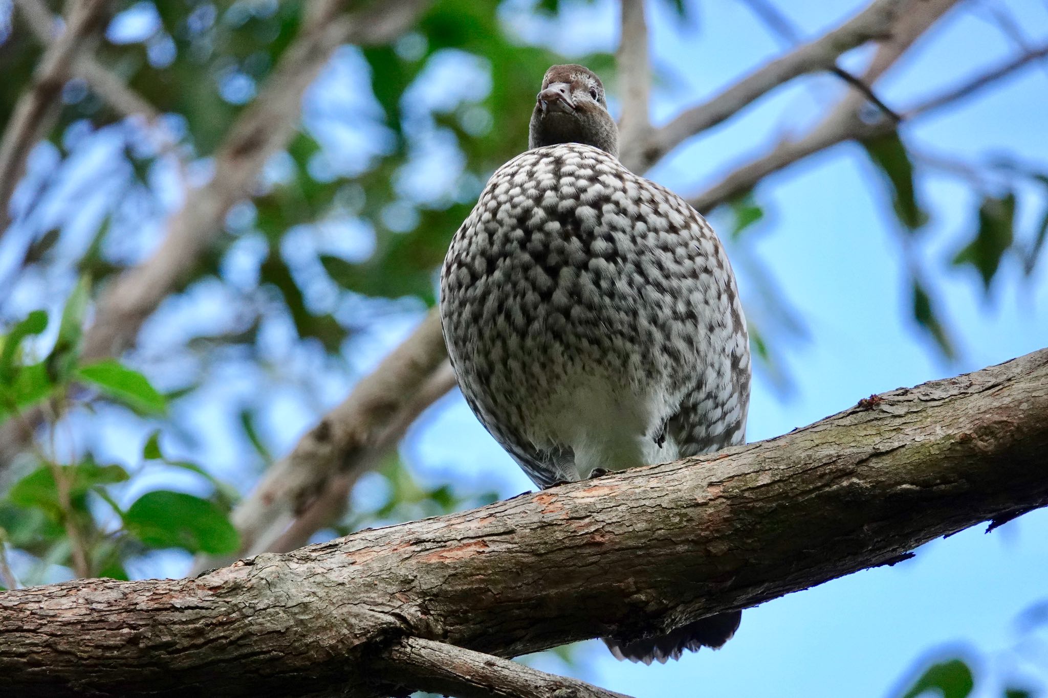 タテガミガン