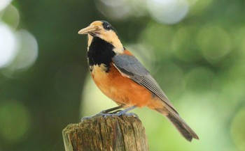 Sun, 8/27/2023 Birding report at 桧原公園(常滑市)